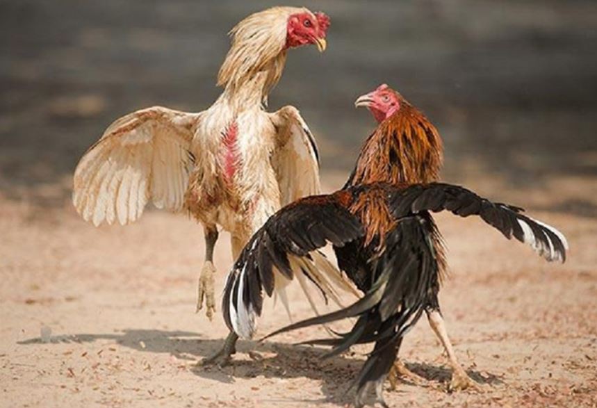 Bật mí cách nuôi gà đá có lực cho người mới dễ hiểu nhất - hình ảnh - nrbbljylci.top Bật mí cách nuôi gà đá có lực cho người mới dễ hiểu nhất - hình ảnh - nrbbljylci.top