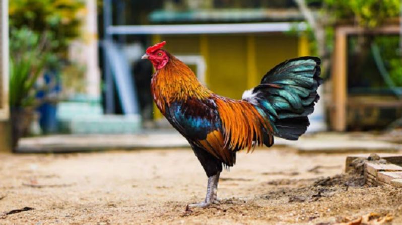 Bật mí cách nuôi gà đá có lực cho người mới dễ hiểu nhất - hình ảnh - nrbbljylci.top Bật mí cách nuôi gà đá có lực cho người mới dễ hiểu nhất - hình ảnh - nrbbljylci.top