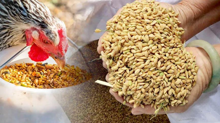 Hướng dẫn cách xổ gà đá đơn giản, hiệu quả cho sư kê mới - hình ảnh - nrbbljylci.top Hướng dẫn cách xổ gà đá đơn giản, hiệu quả cho sư kê mới - hình ảnh - nrbbljylci.top