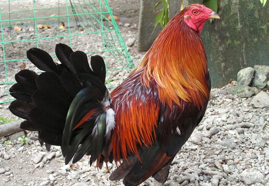 Hướng dẫn cách xổ gà đá đơn giản, hiệu quả cho sư kê mới - hình ảnh - nrbbljylci.top Hướng dẫn cách xổ gà đá đơn giản, hiệu quả cho sư kê mới - hình ảnh - nrbbljylci.top
