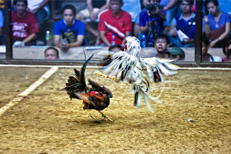 Gà chọi Thái Lan – Đánh giá khả năng thi đấu trên sới - hình ảnh - nrbbljylci.top Gà chọi Thái Lan – Đánh giá khả năng thi đấu trên sới - hình ảnh - nrbbljylci.top