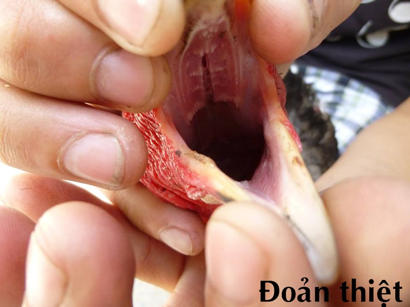 Gà đoản thiệt – Khám phá lối đá và cách nuôi chiến kê khỏe mạnh - hình ảnh - nrbbljylci.top Gà đoản thiệt – Khám phá lối đá và cách nuôi chiến kê khỏe mạnh - hình ảnh - nrbbljylci.top