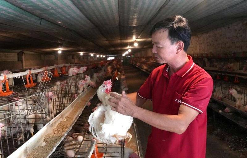 Gà đoản thiệt – Khám phá lối đá và cách nuôi chiến kê khỏe mạnh - hình ảnh - nrbbljylci.top Gà đoản thiệt – Khám phá lối đá và cách nuôi chiến kê khỏe mạnh - hình ảnh - nrbbljylci.top