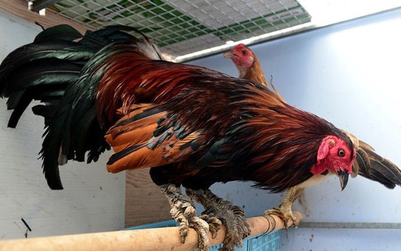 Giống gà chọi vảy rồng – Khám phá những điều thú vị - hình ảnh - nrbbljylci.top Giống gà chọi vảy rồng – Khám phá những điều thú vị - hình ảnh - nrbbljylci.top