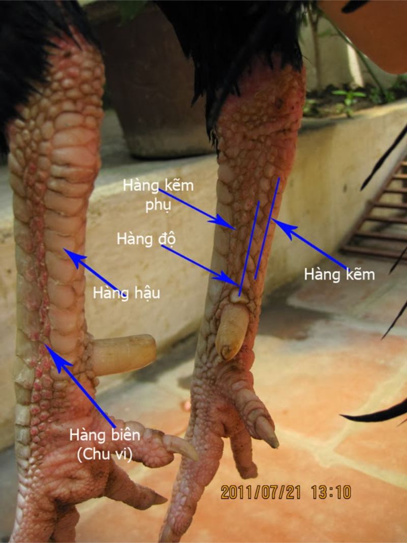 Hàng độ gà chọi – Kinh nghiệm lựa chọn chiến kê thực thụ - hình ảnh - nrbbljylci.top Hàng độ gà chọi – Kinh nghiệm lựa chọn chiến kê thực thụ - hình ảnh - nrbbljylci.top