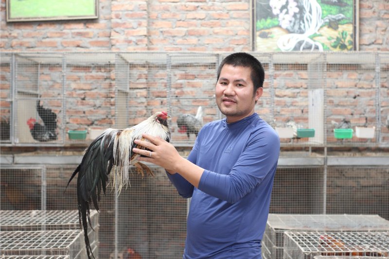 Kỹ thuật nuôi gà tre Tân Châu – Bí quyết chăm sóc chiến kê - hình ảnh - nrbbljylci.top Kỹ thuật nuôi gà tre Tân Châu – Bí quyết chăm sóc chiến kê - hình ảnh - nrbbljylci.top