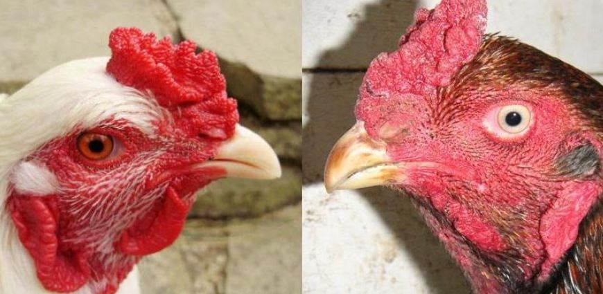 Bí quyết lai mồng gà chọi siêu chiến, đánh bại mọi đối thủ - hình ảnh - nrbbljylci.top Bí quyết lai mồng gà chọi siêu chiến, đánh bại mọi đối thủ - hình ảnh - nrbbljylci.top