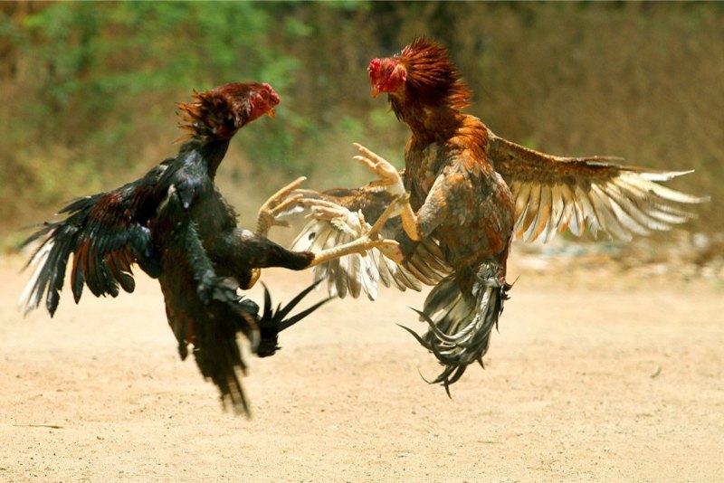 Luyện cơ chân cho gà chọi – Gợi ý một số bài tập hiệu quả - hình ảnh - nrbbljylci.top