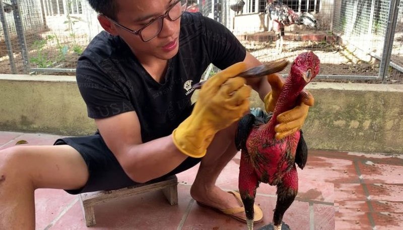 Luyện cơ chân cho gà chọi – Gợi ý một số bài tập hiệu quả - hình ảnh - nrbbljylci.top Luyện cơ chân cho gà chọi – Gợi ý một số bài tập hiệu quả - hình ảnh - nrbbljylci.top