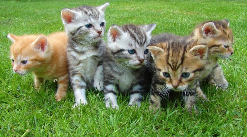 Mơ thấy mèo – Luận giải ý nghĩa và các cặp số đi kèm - hình ảnh - nrbbljylci.top Mơ thấy mèo – Luận giải ý nghĩa và các cặp số đi kèm - hình ảnh - nrbbljylci.top