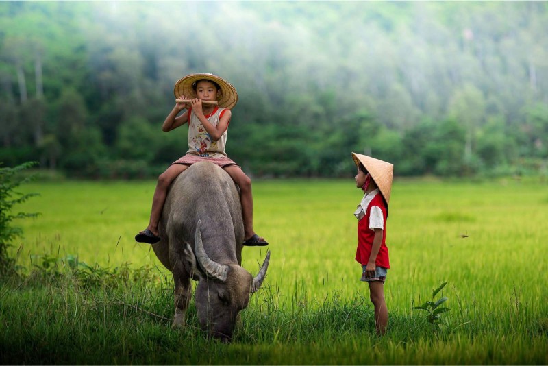 Mơ thấy trâu nên đánh số gì? Khám phá điềm báo chi tiết - hình ảnh - nrbbljylci.top Mơ thấy trâu nên đánh số gì? Khám phá điềm báo chi tiết - hình ảnh - nrbbljylci.top
