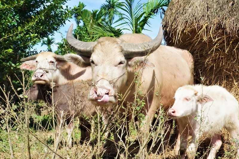 Mơ thấy trâu nên đánh số gì? Khám phá điềm báo chi tiết - hình ảnh - nrbbljylci.top Mơ thấy trâu nên đánh số gì? Khám phá điềm báo chi tiết - hình ảnh - nrbbljylci.top
