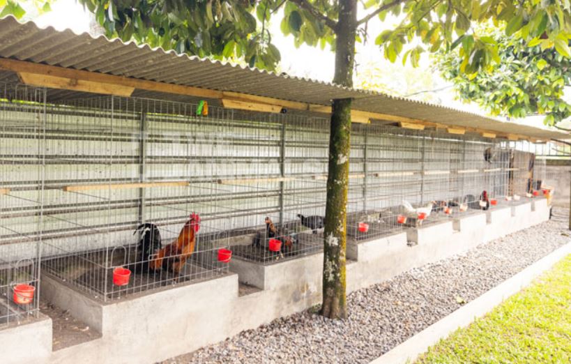 Hướng dẫn nuôi gà đá làm giàu chuyên nghiệp cho sư kê mới - hình ảnh - nrbbljylci.top Hướng dẫn nuôi gà đá làm giàu chuyên nghiệp cho sư kê mới - hình ảnh - nrbbljylci.top