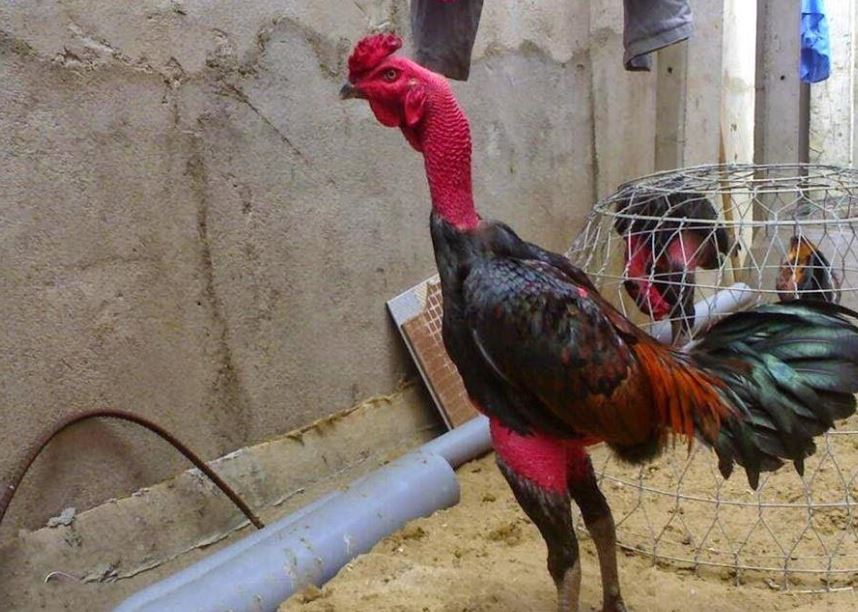Bí kíp nuôi gà đá ra trường nhanh, chắc chắn thắng lớn - hình ảnh - nrbbljylci.top Bí kíp nuôi gà đá ra trường nhanh, chắc chắn thắng lớn - hình ảnh - nrbbljylci.top