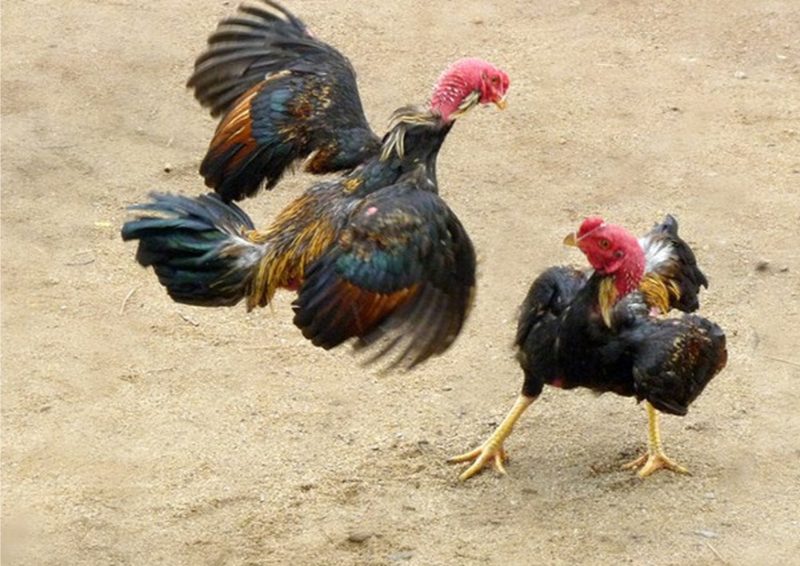 Vảy gà nội hoa đăng – Chia sẻ cách nhận biết “thần kê” - hình ảnh - nrbbljylci.top Vảy gà nội hoa đăng – Chia sẻ cách nhận biết “thần kê” - hình ảnh - nrbbljylci.top